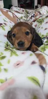 Oakley, a female Miniature Dachshund for sale in Arthur, IL – Photo 4 of 9