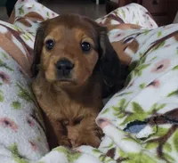 Oakley, a female Miniature Dachshund for sale in Arthur, IL – Photo 2 of 9