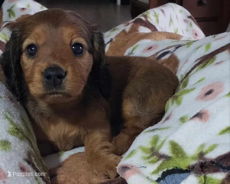 Oakley – Miniature Dachshund puppy for sale in Arthur, IL