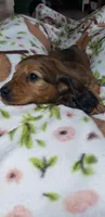 Oakley, a female Miniature Dachshund for sale in Arthur, IL – Photo 5 of 9