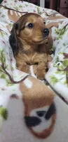 Oakley, a female Miniature Dachshund for sale in Arthur, IL – Photo 6 of 9