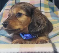 Scooby, a male Miniature Dachshund for sale in Arthur, IL – 4 of 8