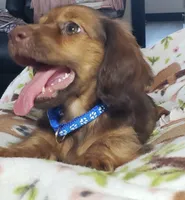 Shaggy, a male Miniature Dachshund for sale in Arthur, IL – 2 of 6