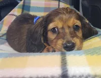 Scooby, a male Miniature Dachshund for sale in Arthur, IL – 2 of 8
