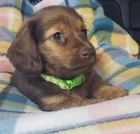 Shaggy, a male Miniature Dachshund for sale in Arthur, IL – 2 of 7