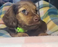 Shaggy, a male Miniature Dachshund for sale in Arthur, IL – 4 of 7