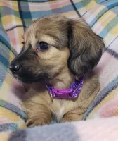 Velma, a female Miniature Dachshund for sale in Arthur, IL – 4 of 10