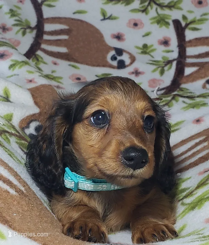 Mufasa – Miniature Dachshund puppy for sale in Arthur, IL