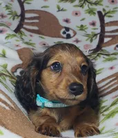 Mufasa, a male Miniature Dachshund for sale in Arthur, IL – 1 of 10