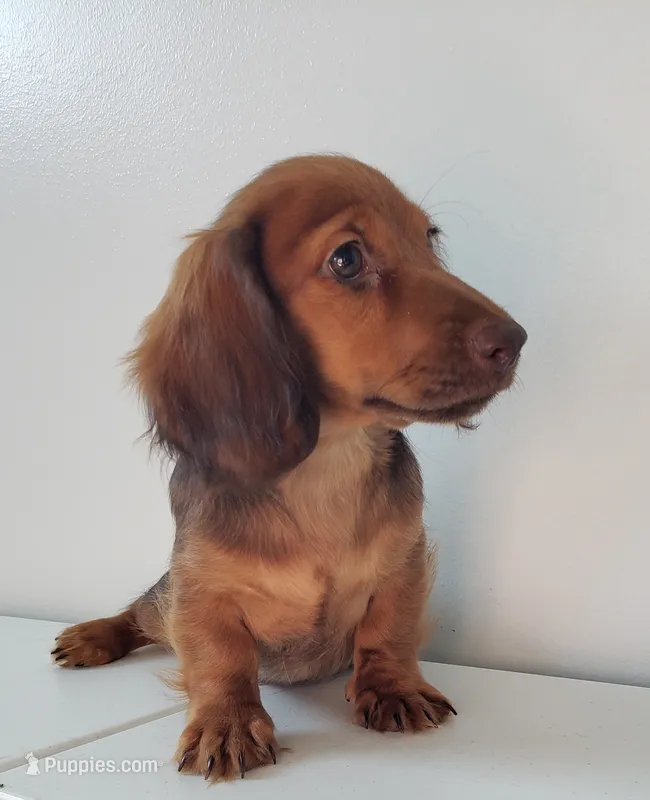 Shaggy – Miniature Dachshund puppy for sale in Arthur, IL