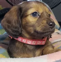 Daphne, a female Miniature Dachshund for sale in Arthur, IL – 5 of 10
