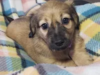 Velma, a female Miniature Dachshund for sale in Arthur, IL – 7 of 10
