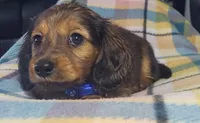 Scooby, a male Miniature Dachshund for sale in Arthur, IL – 3 of 8