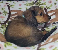 Mufasa, a male Miniature Dachshund for sale in Arthur, IL – 2 of 10