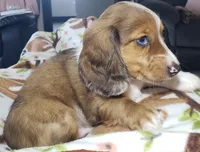 Simba , a male Miniature Dachshund for sale in Arthur, IL – 8 of 10