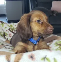 Shaggy, a male Miniature Dachshund for sale in Arthur, IL – 6 of 6