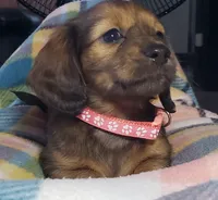 Daphne, a female Miniature Dachshund for sale in Arthur, IL – 6 of 10