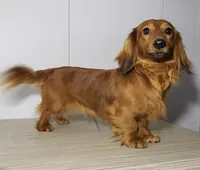 Velma, a female Miniature Dachshund for sale in Arthur, IL – 9 of 10