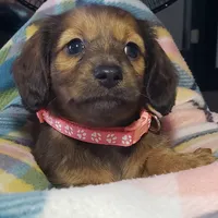 Daphne, a female Miniature Dachshund for sale in Arthur, IL – 1 of 10