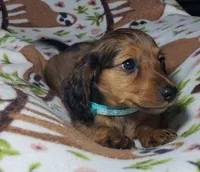 Mufasa, a male Miniature Dachshund for sale in Arthur, IL – 4 of 10