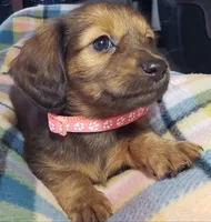 Daphne, a female Miniature Dachshund for sale in Arthur, IL – 8 of 10