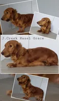 Sarabi, a female Miniature Dachshund for sale in Arthur, IL – 6 of 7