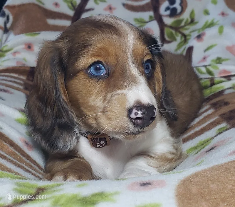 Simba  – Miniature Dachshund puppy for sale in Arthur, IL