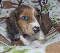 Simba , a male Miniature Dachshund for sale in Arthur, IL – 1 of 10