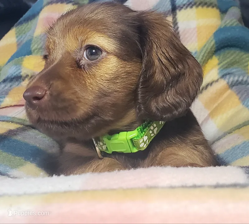 Shaggy – Miniature Dachshund puppy for sale in Arthur, IL