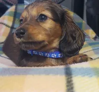 Scooby, a male Miniature Dachshund for sale in Arthur, IL – 6 of 8