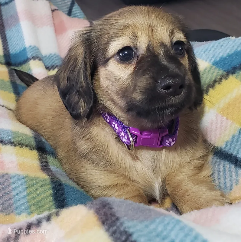 Velma – Miniature Dachshund puppy for sale in Arthur, IL