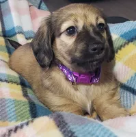 Velma, a female Miniature Dachshund for sale in Arthur, IL – 1 of 10