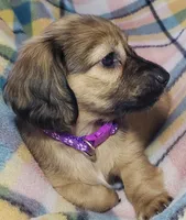 Velma, a female Miniature Dachshund for sale in Arthur, IL – 2 of 10