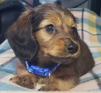 Scooby, a male Miniature Dachshund for sale in Arthur, IL – 1 of 8