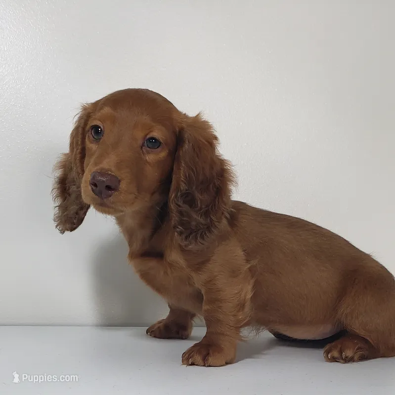 Harlie – Miniature Dachshund puppy for sale in Arthur, IL