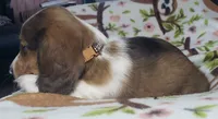 Simba , a male Miniature Dachshund for sale in Arthur, IL – 5 of 10