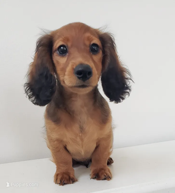 Mufasa – Miniature Dachshund puppy for sale in Arthur, IL