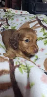 Heidi, a female Miniature Dachshund for sale in Arthur, IL – Photo 2 of 6