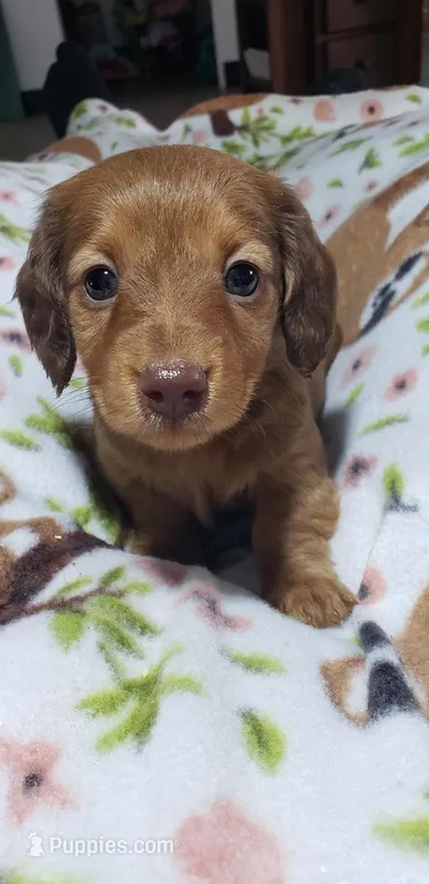 Heidi – Miniature Dachshund puppy for sale in Arthur, IL