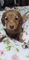 Heidi, a female Miniature Dachshund for sale in Arthur, IL – Photo 1 of 6
