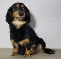 Velma, a female Miniature Dachshund for sale in Arthur, IL – 10 of 10