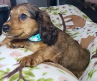 Mufasa, a male Miniature Dachshund for sale in Arthur, IL – 6 of 10