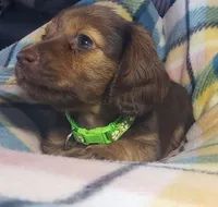 Shaggy, a male Miniature Dachshund for sale in Arthur, IL – 3 of 7