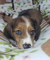 Simba , a male Miniature Dachshund for sale in Arthur, IL – 4 of 10