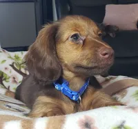 Shaggy, a male Miniature Dachshund for sale in Arthur, IL – 5 of 6