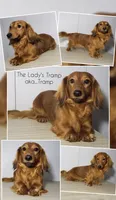 Sarabi, a female Miniature Dachshund for sale in Arthur, IL – 7 of 7