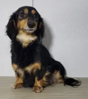 Shaggy, a male Miniature Dachshund for sale in Arthur, IL – 7 of 7