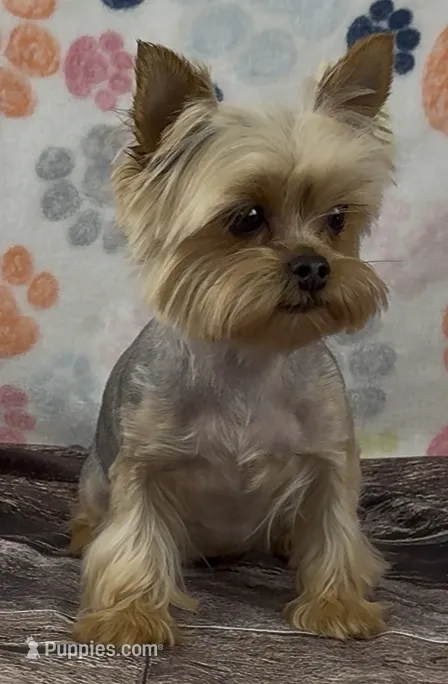 Poppy – Yorkshire Terrier puppy for sale in New Hampton, IA