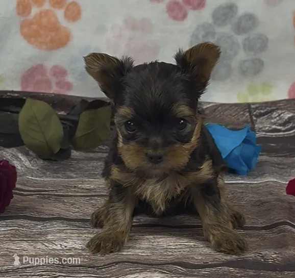 Paris girl – Yorkshire Terrier puppy for sale in New Hampton, IA