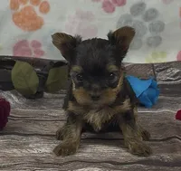 Paris girl, a female Yorkshire Terrier for sale in New Hampton, IA – 1 of 1